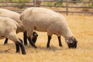 Three sheep grazing in a field. The sheep are all brown and white photo