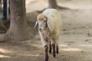 A sheep is walking on a dirt path photo