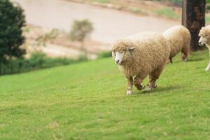 A sheep is walking in a field with other sheep photo