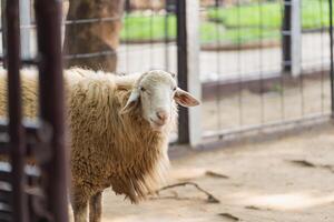 A sheep is standing in a pen with a fence photo