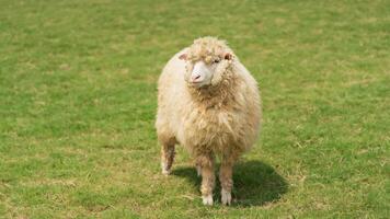 A sheep is standing in a grassy field. The sheep is white and has a fluffy coat photo