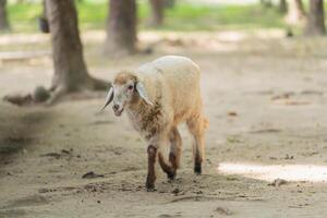 A small white sheep is walking on a dirt field photo