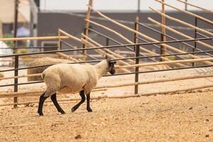 A sheep is walking in a field with a fence behind it. The sheep is the main focus of the image, and the fence serves as a background photo