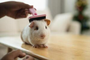 A person is brushing a white and brown guinea pig photo