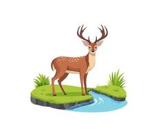 deer standing beside a small stream vector