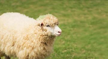 A sheep with a green spot on its head is standing in a grassy field photo