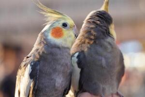 Two birds are standing on a person's hand photo