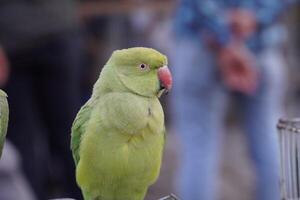 Two green parrots are standing on a perch photo