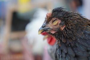 A close up of a chicken with a red head photo