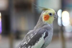 A close up of a parrot with a yellow and gray head photo