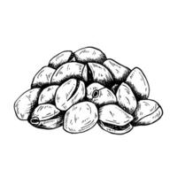 Graphics botanical black and white illustration with handful of pistachios. Pistachios nuts, bunch of pistachios, open pistachio. Black line hand drawn sketch in engraved style vector