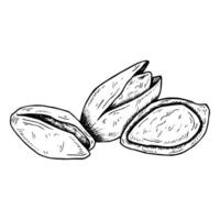 Graphics botanical black and white illustration with pistachios. Pistachios nuts, open pistachio. Black line hand drawn sketch in engraved style vector