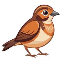 Bird Varieties on White Background vector