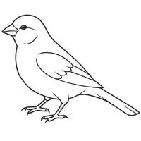 Quick Sketch of a Canary Bird vector