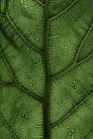 a close up of a leaf with water droplets on it photo