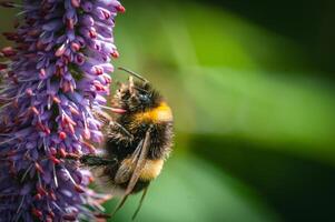 Macro of bumble bee on a flower in late summer days. photo