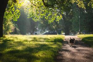 Small sausage dog running into sunlight in a park. photo