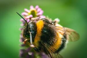 Macro of bumble bee on a flower in late summer days. photo