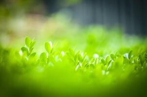 The vibrant green foliage with a soft and gentle focus creates a perfect setting. photo