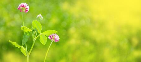 Blooming clover bushes with sunlight in the background on sunny day photo