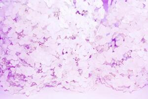 nature. Soft focus. natural floral abstract background of delicate hydrangea flowers. photo