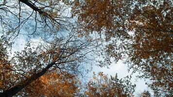 Blue Sky And Clouds Behind The Autumn Trees photo