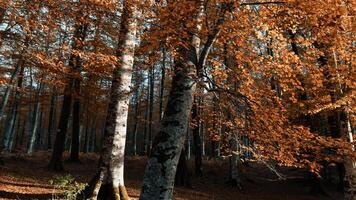 Wooden Trunk Of The Old Forest Trees In Autumn photo