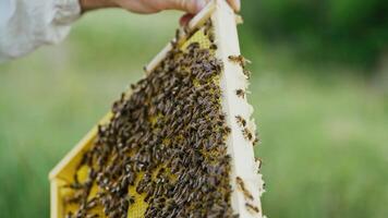 hand of man neatly holds a wooden frame with honeycomb on the background of the yard in the summer video