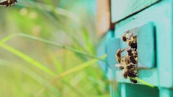 Slow motion of Honey Bee flying around Beehive with blurred background video