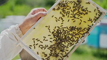 Beekeeper works with bees and beehives in the apiary. Beekeeping concept video