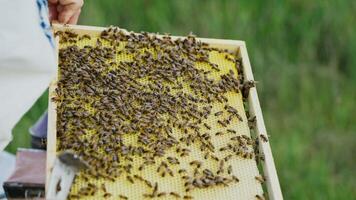 hands of man shows a wooden frame with honeycombs on the background of green grass in the garden. Life of worker bees video