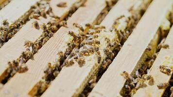 beekeeper works on an apiary, an open beehive. Frames with honey. An apiary in the summer. video
