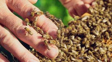 Hand of beekeeper is working with bees and beehives on the apiary. Bees on honeycombs. Frames of a bee hive video