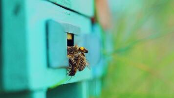 Honey bees swarming and flying around their beehive. Bees convert nectar into honey and cover it in honeycombs. Slow motion video