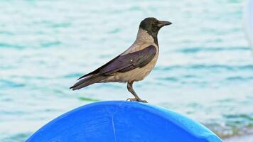 A seabird with a head and wings of black color sits on a round object and looks around herself by the sea. Blurred background. video