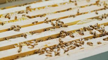 beekeeper works on an apiary, an open beehive. Frames with honey. An apiary in the summer. video