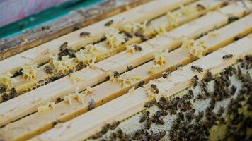 Frames of a beehive. Working bees in a hive. Bees turn nectar into honey. video