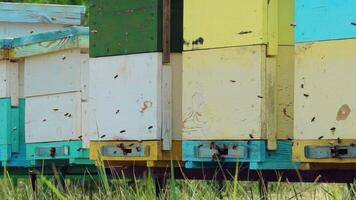 Bees fly from beehive, slow motion video