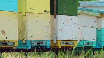 Honey bees swarming and flying around their beehive. An apiary in the summer. Agriculture. Slow motion video