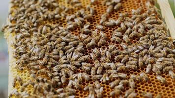 Working bees on honeycomb. The beekeeper has control over a framework with honey. video