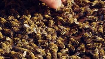 Hand of beekeeper is working with bees and beehives on the apiary. Bees on honeycombs. Frames of a bee hive video