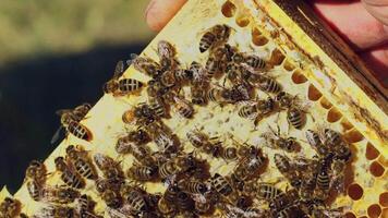 Barehanded man holds a frame with hardworking bees on honeycomb making hexagonal wax pattern. Bees complete work on creating honeycombs in summer. Apiary concept video