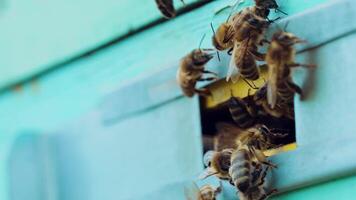 Bees flying out of the hive in summer, sunny day to nectar. Slow motion video