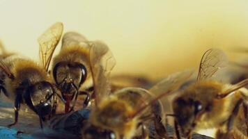 One dead bee is lying on a surface and other bees crawling on it outdoors. Slow motion of honey insects on a beehive. Macro shot of apiary video