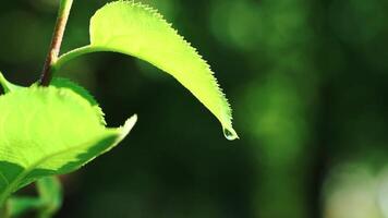Leaf with drop of rain water with green background. Nature. Environment concept. Slow motion video