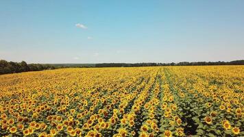 Movement of amazing sunflower fields and meadow under the blue sky in summer. Flight over the field with yellow sunflowers. Aerial view video