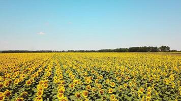 Long rows of nice yellow sunflower in the field under the blue sky at clear summer day. Aerial view, slow motion forward video