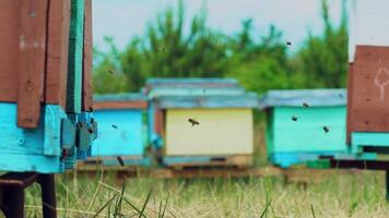 Slow motion of Honey Bee flying around Beehive with blurred background video