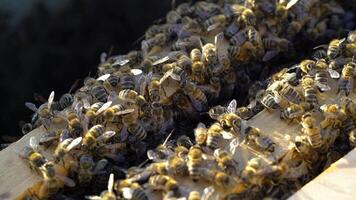 Many honey bees crawling on the top of frames with bees in the sun. Busy bees amassed and swarming together on surface. Apiary concept video