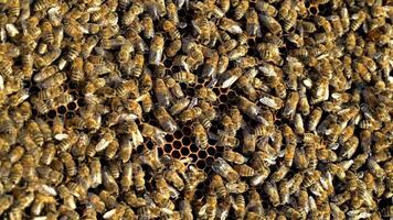 Busy bees working their hive feeding and maintaining the comb. A lot of bees amassed and swarming together on surface. Close-up video